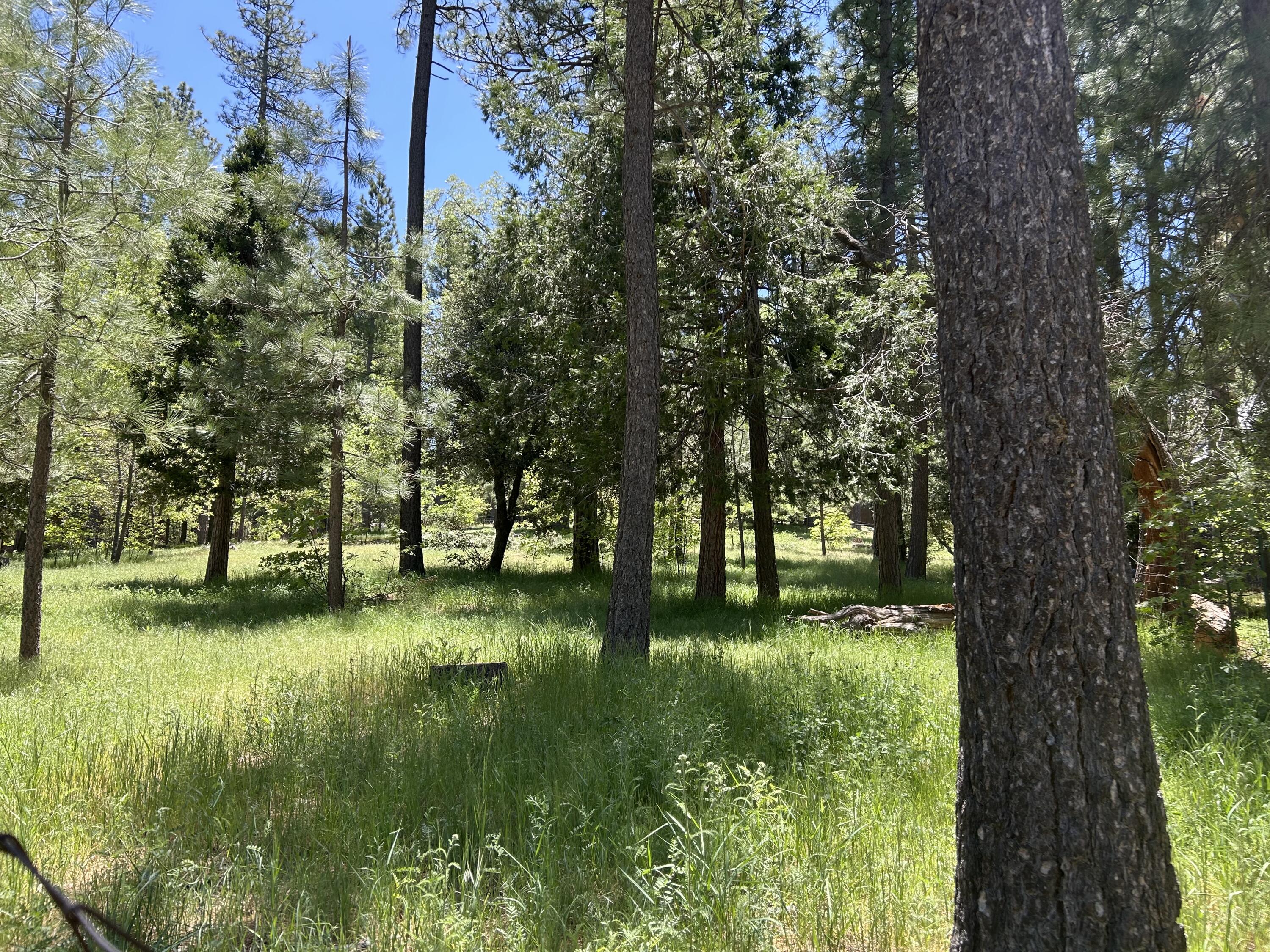 a view of a garden with a tree