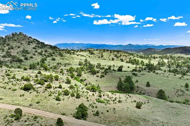a view of a field with a tree
