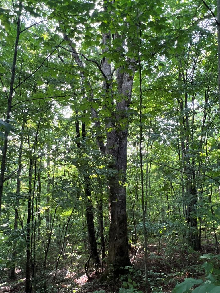 0 Laurel Drive Marble, NC 28905 - Photo 20 of 42