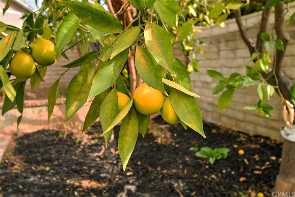 14101 Cameron Lane North Tustin, CA 92705 - Photo 33 of 36 a view of a backyard of the house