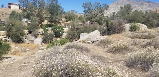 a view of a forest with a tree