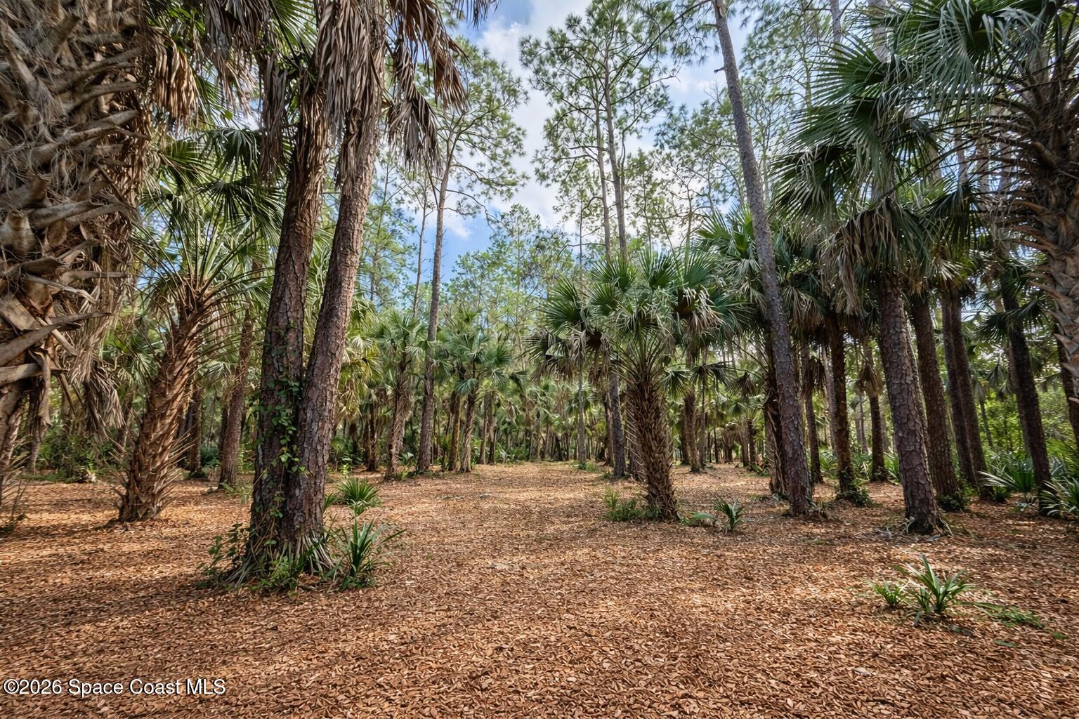 3975 Corey Road Malabar, FL 32950 - Photo 50 of 53 a view of outdoor space with trees