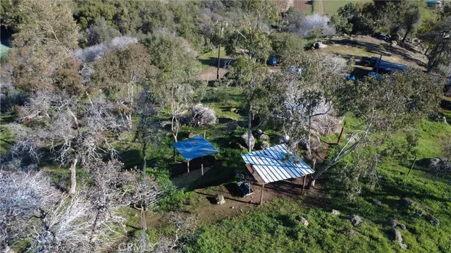 a view of a plant in a garden