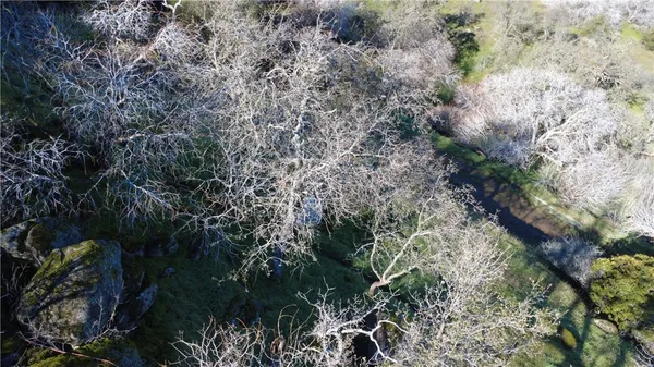 a view of a forest with trees and bushes