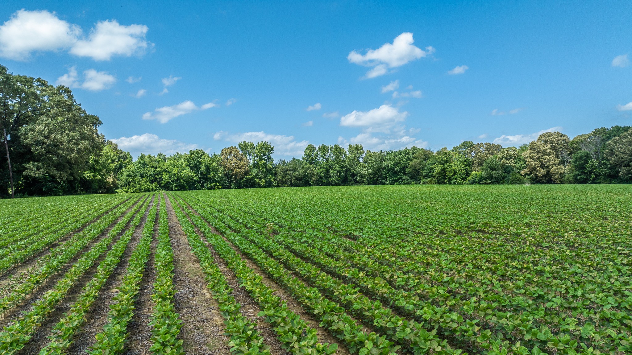 325 Harts Mill Road Atwood, TN 38220 - Photo 43 of 44
