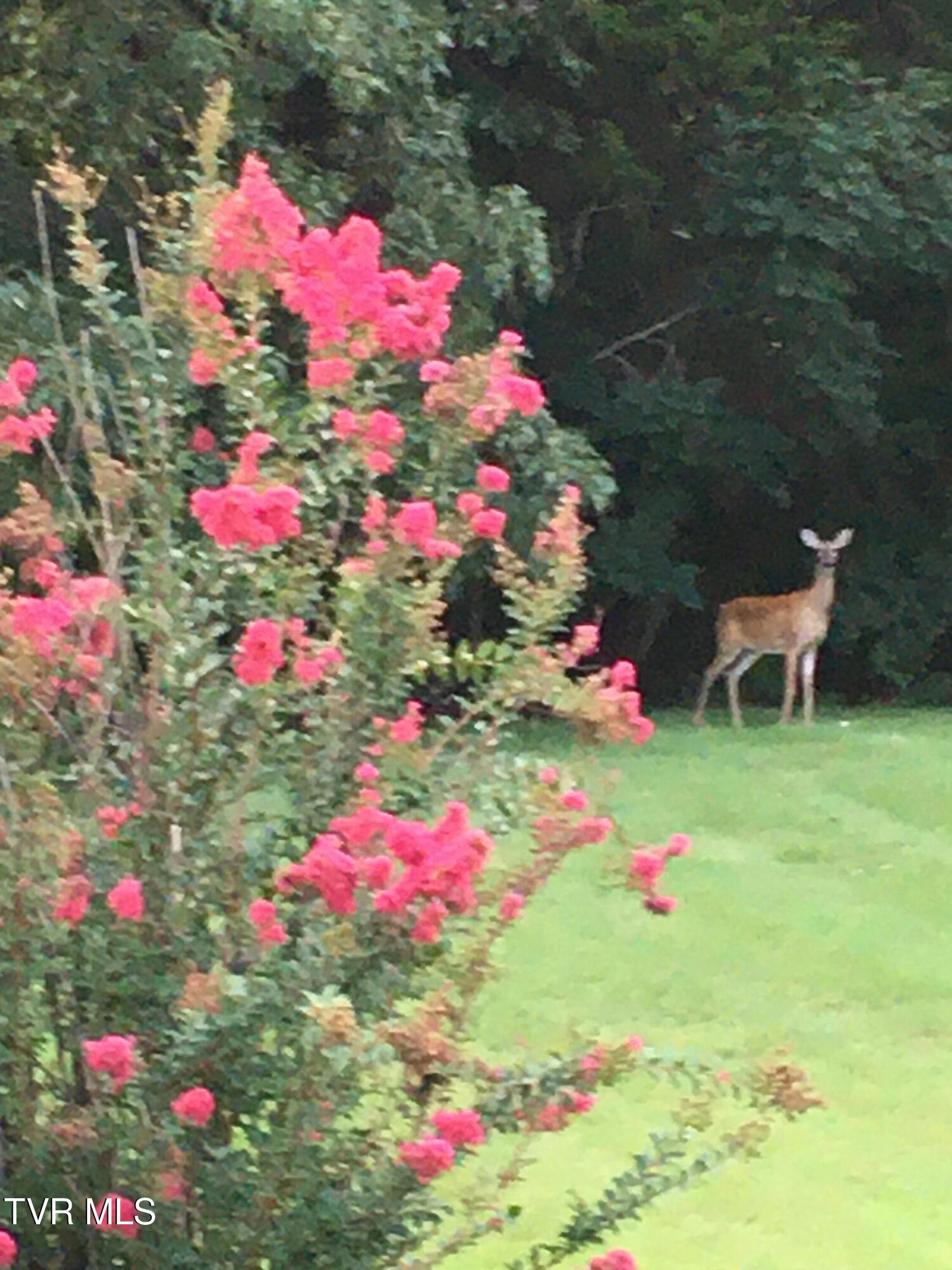 100 Mingo Trail Greeneville, TN 37743 - Photo 34 of 52 IMG_6419