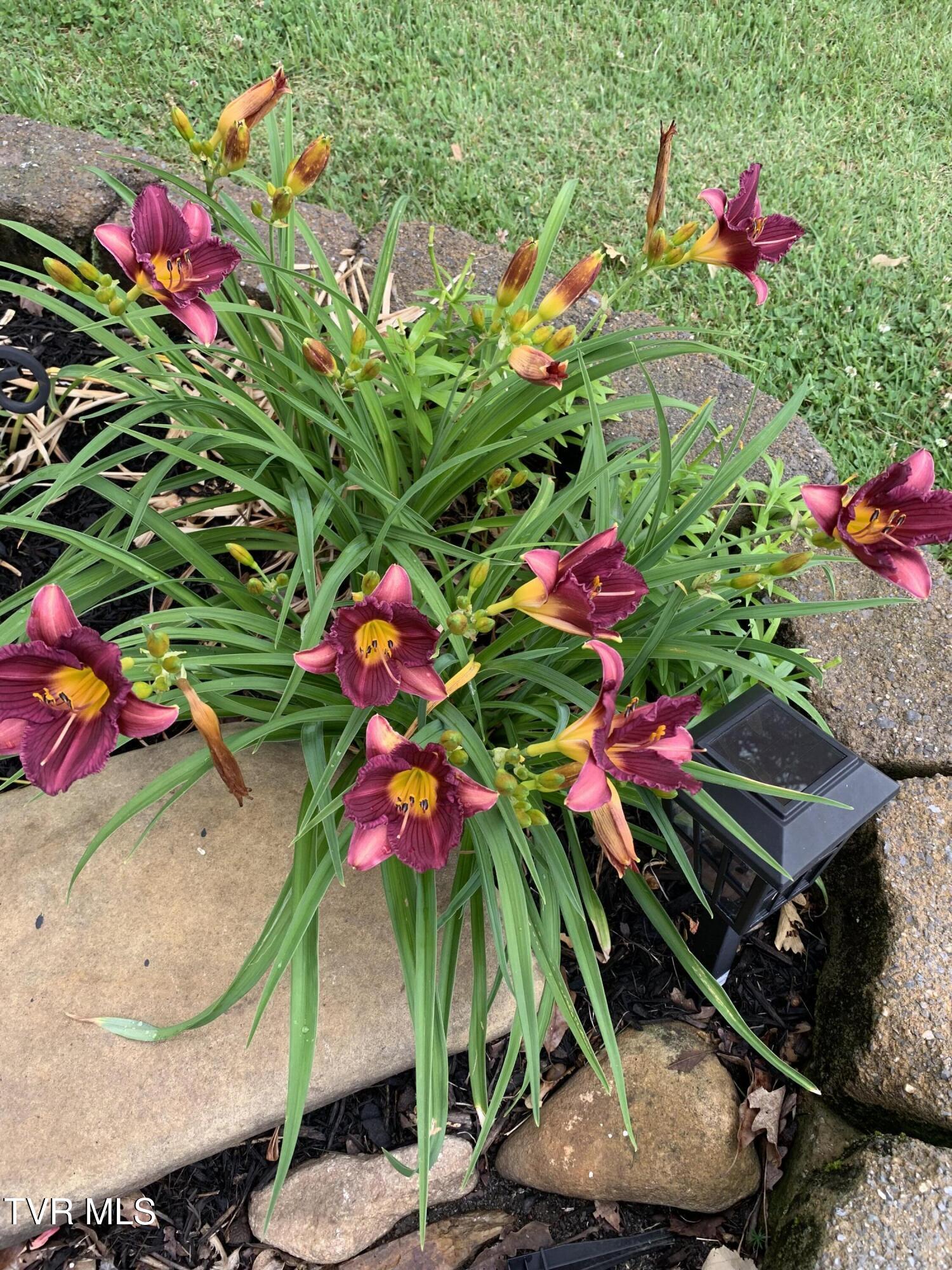 100 Mingo Trail Greeneville, TN 37743 - Photo 35 of 52 IMG_0697