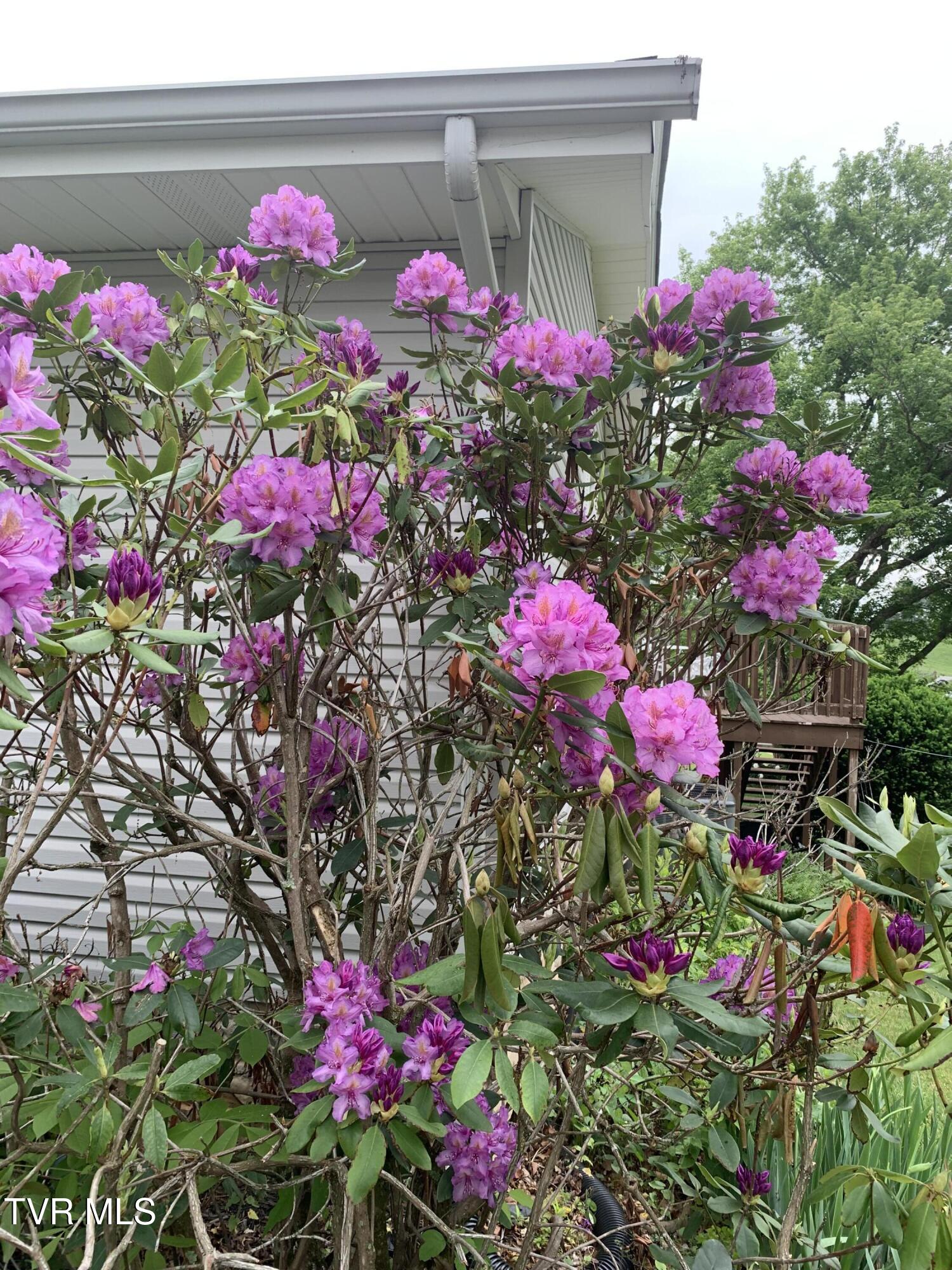 100 Mingo Trail Greeneville, TN 37743 - Photo 41 of 52 IMG_1881