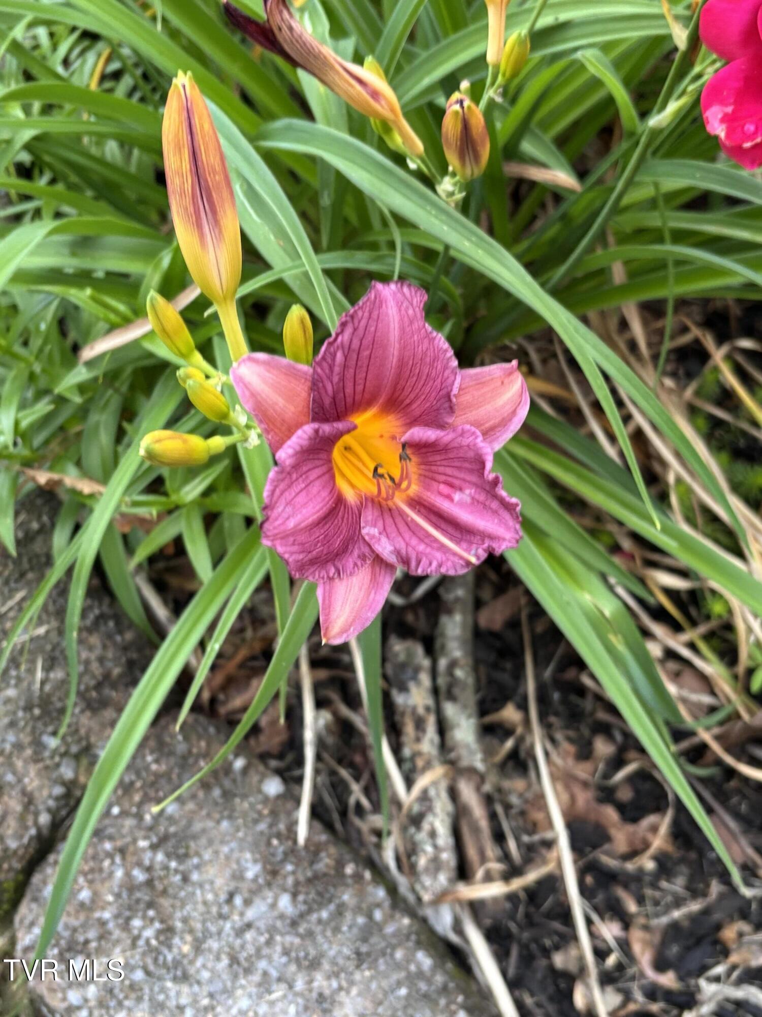 100 Mingo Trail Greeneville, TN 37743 - Photo 46 of 52 IMG_3612