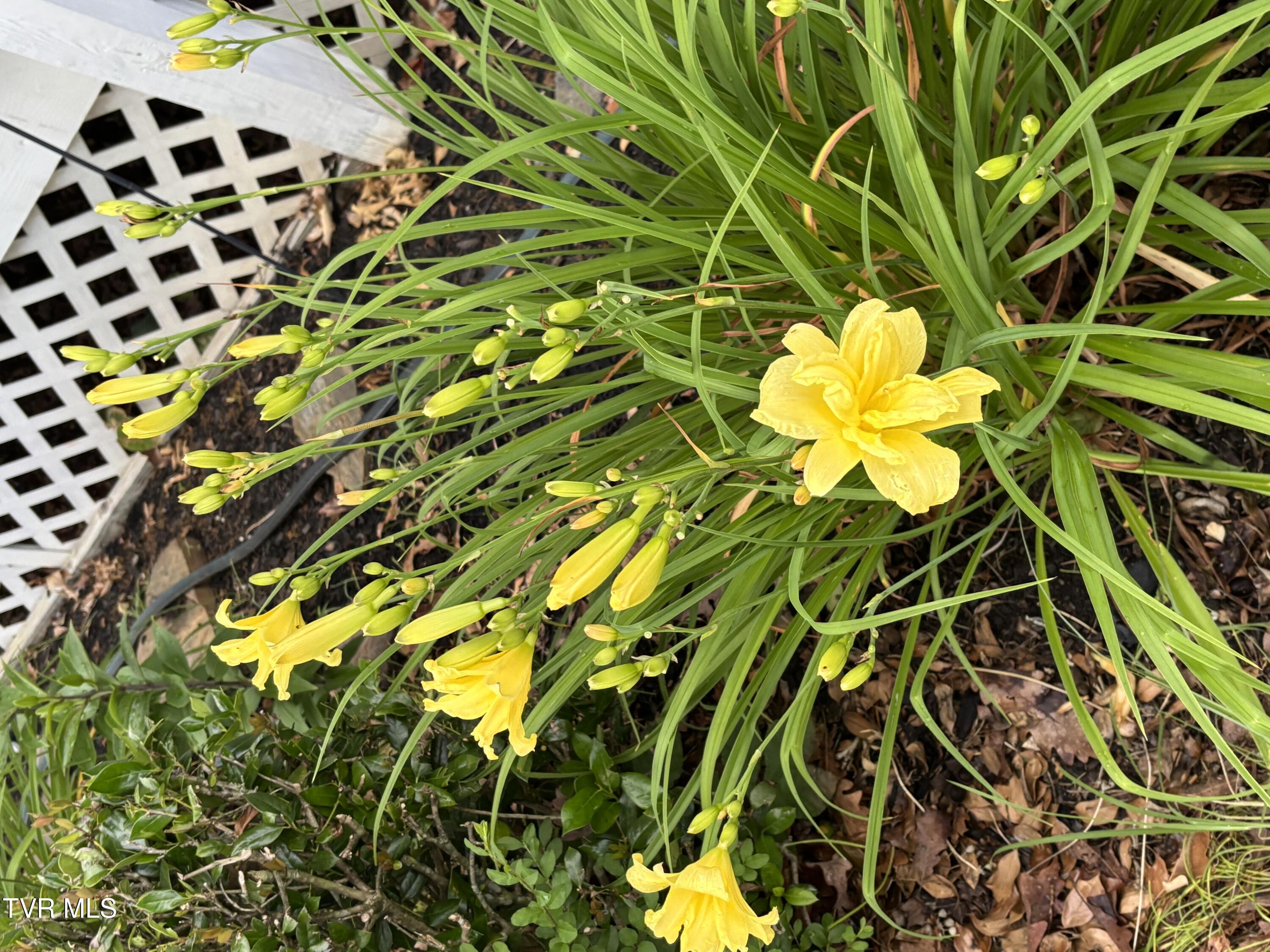 100 Mingo Trail Greeneville, TN 37743 - Photo 47 of 52 IMG_3609