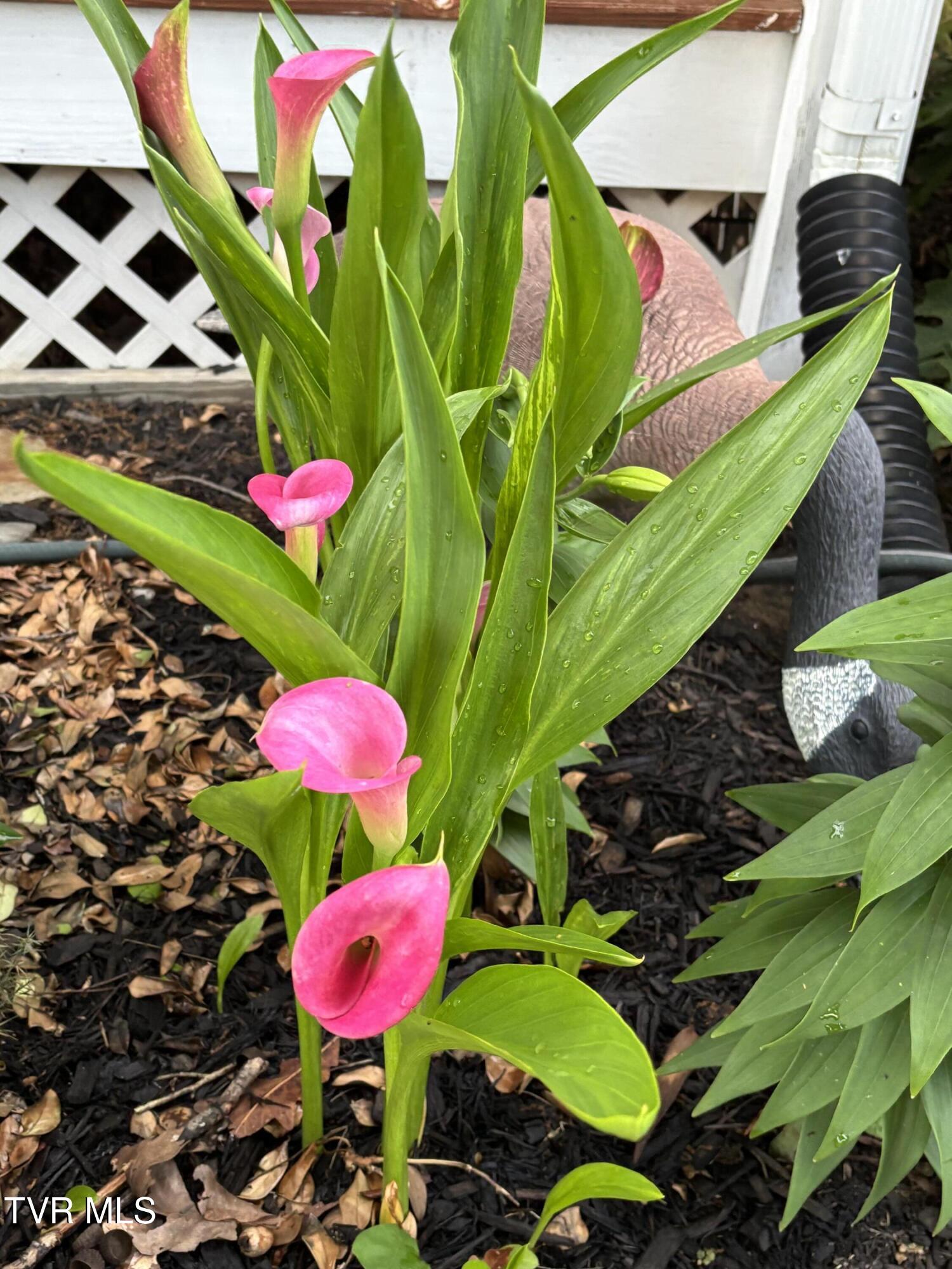 100 Mingo Trail Greeneville, TN 37743 - Photo 48 of 52 IMG_3607