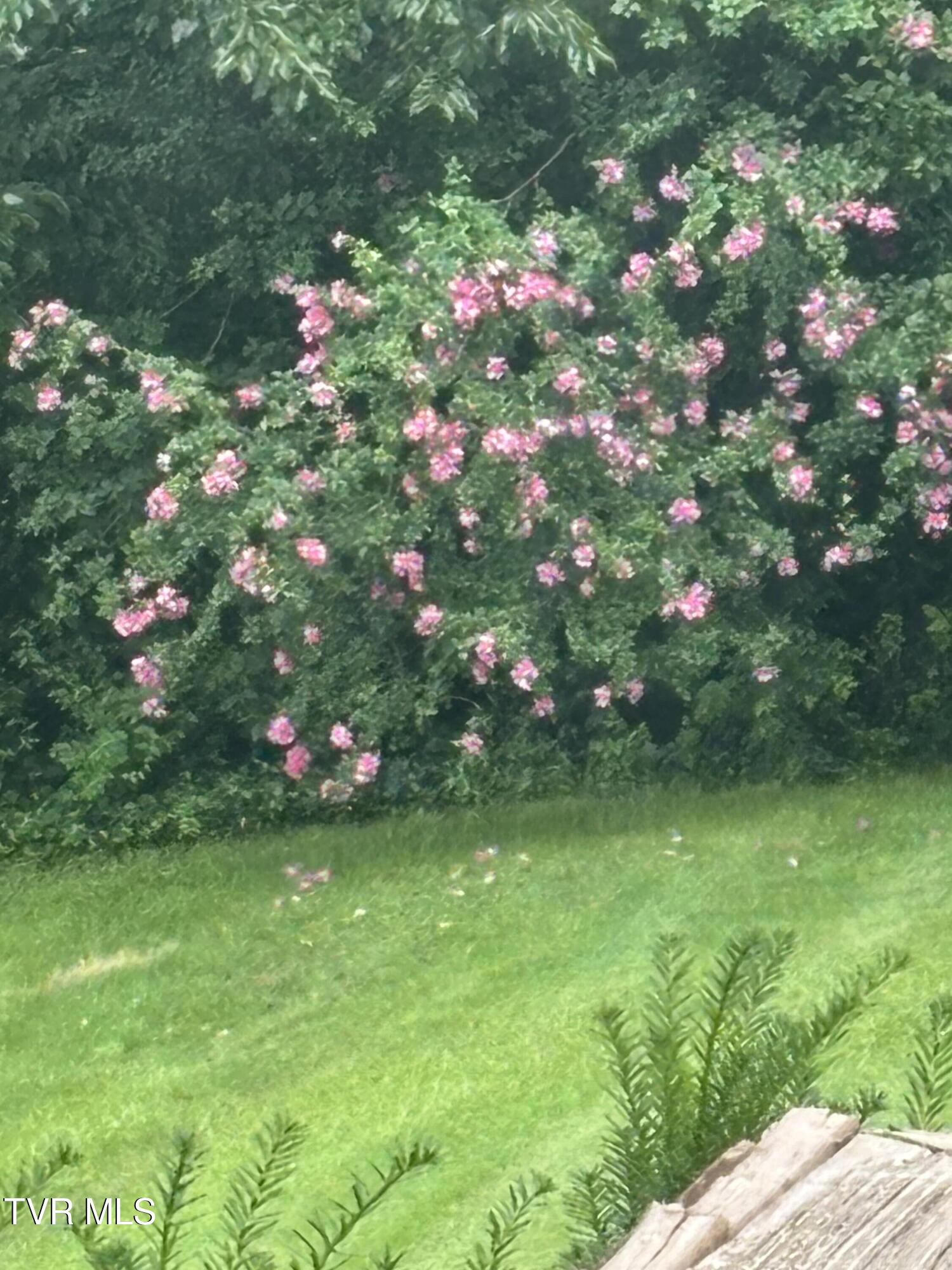 100 Mingo Trail Greeneville, TN 37743 - Photo 50 of 52 IMG_3641