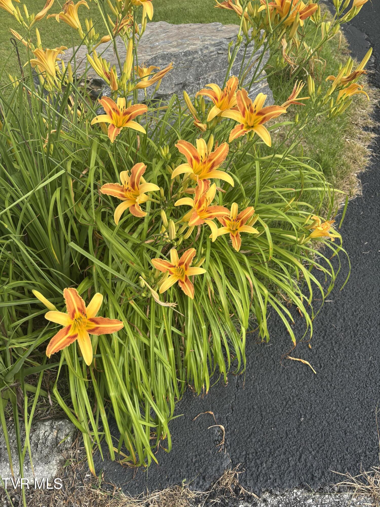 100 Mingo Trail Greeneville, TN 37743 - Photo 52 of 52 IMG_3657