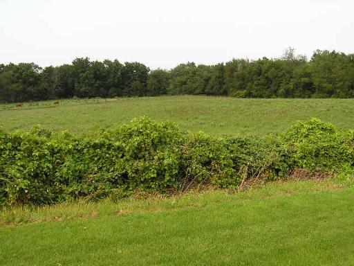 9200 North Tower Road Byron, IL 61010 - Photo 1 of 1 a view of a green field with a tree