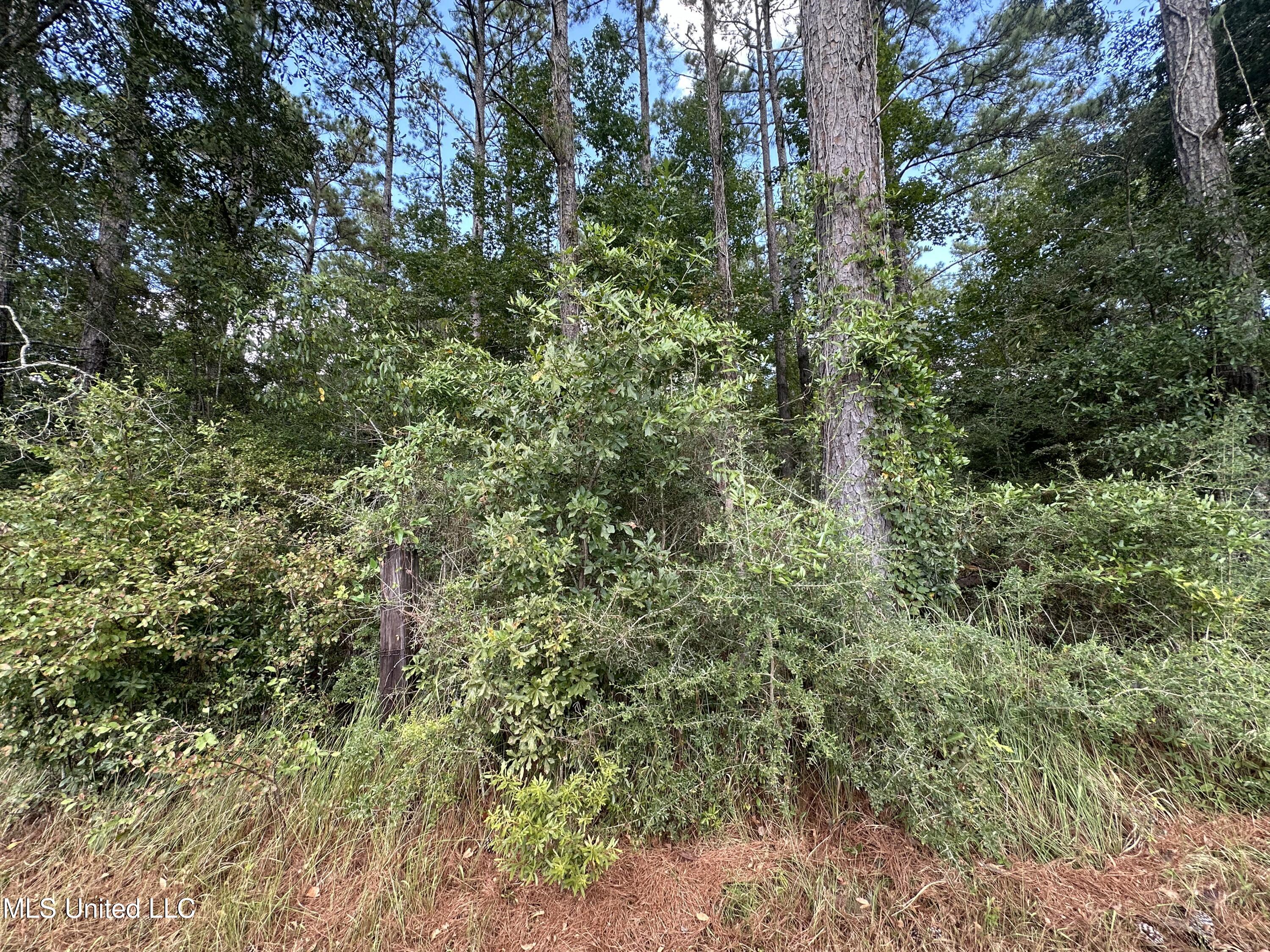 Nsn Twin Creek Road Lucedale, MS 39452 - Photo 6 of 21 IMG_8556