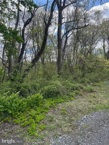 a view of a lush green forest