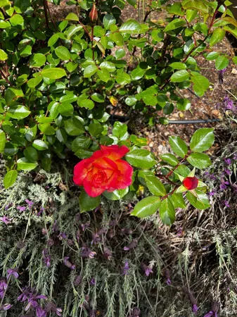 $1,795,000 | 3556 Wood Valley Road, Sonoma, CA 95476