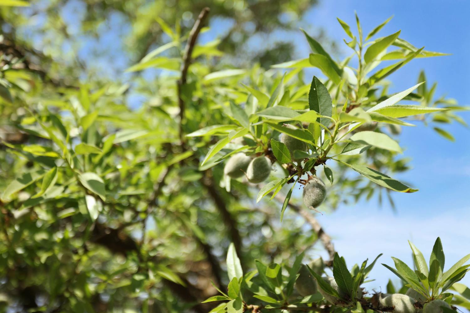 4866 East Roosevelt Road Chowchilla, CA 93610 - Photo 26 of 30