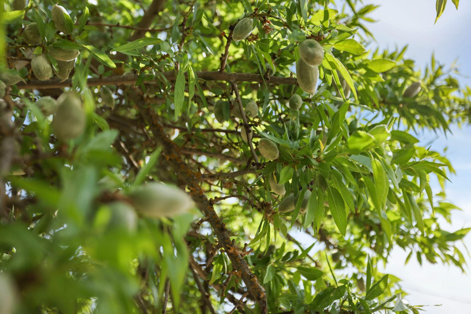 4866 East Roosevelt Road Chowchilla, CA 93610 - Photo 27 of 30