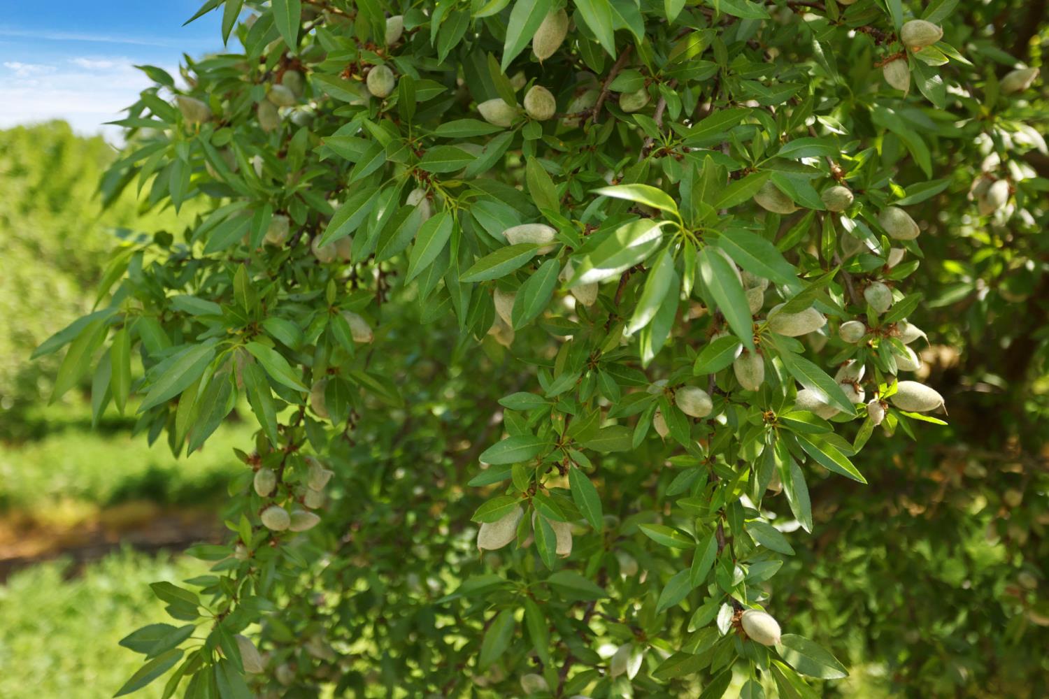 4866 East Roosevelt Road Chowchilla, CA 93610 - Photo 28 of 30