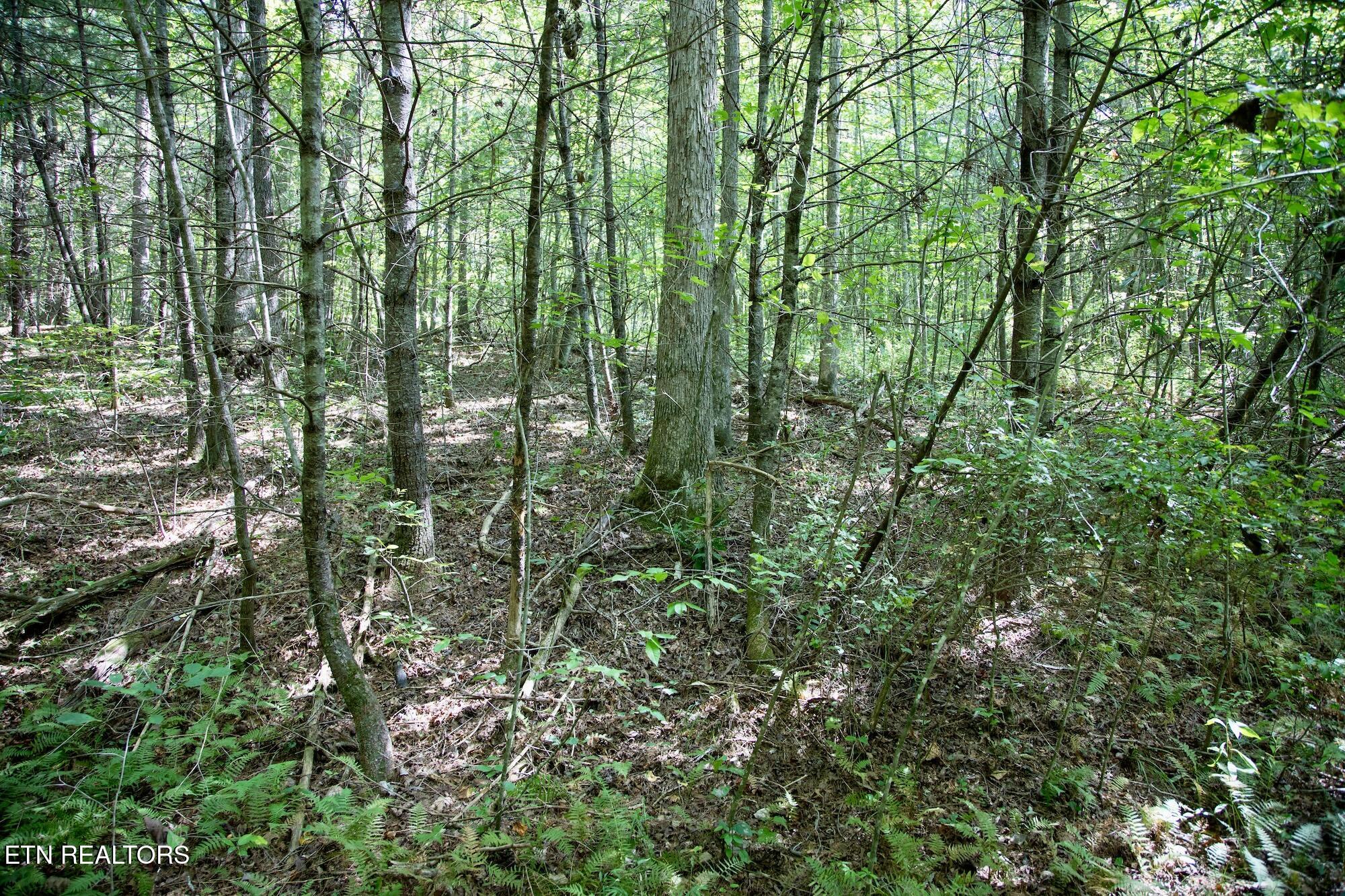 160 John Cox Road Deer Lodge, TN 37726 - Photo 9 of 17 DB_0014