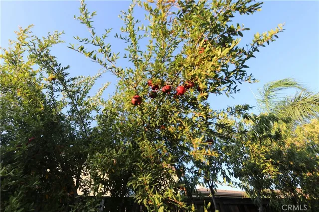 a picture of flowers