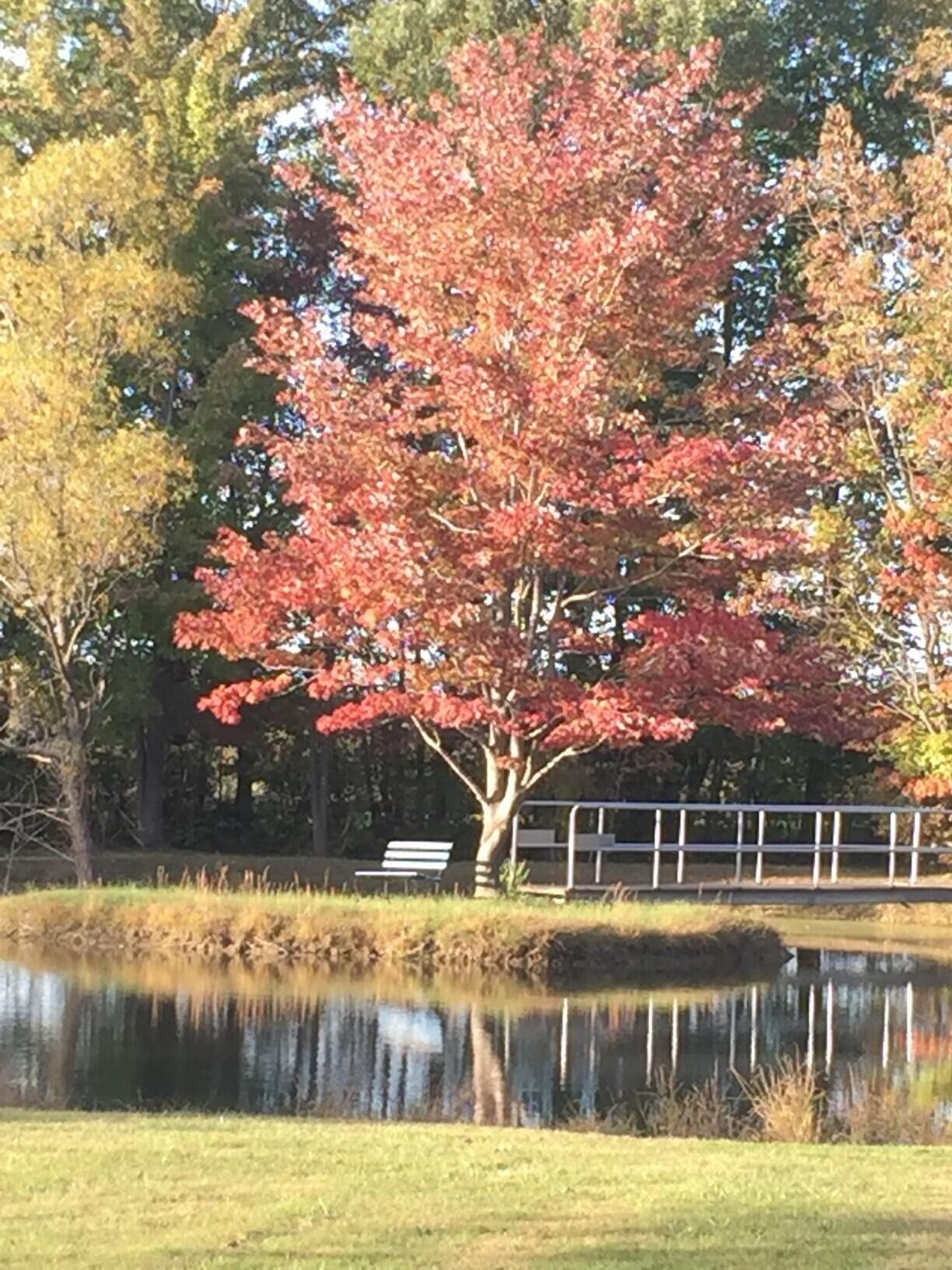 7767 Warren Woods Road Three Oaks, MI 49128 - Photo 50 of 59 Pond