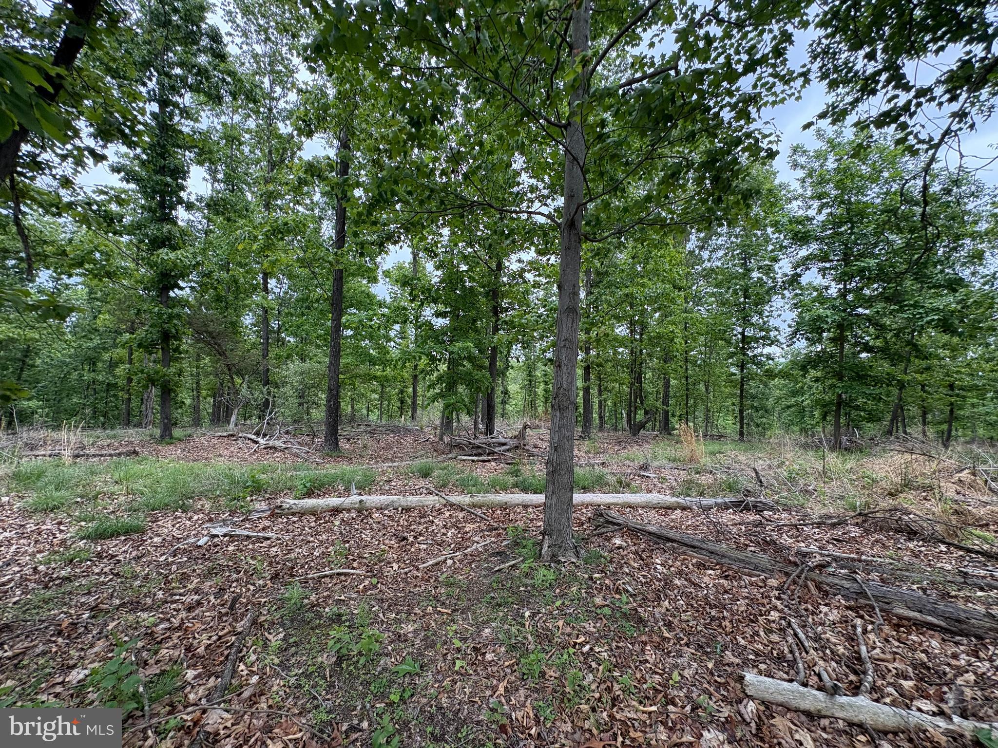 40.15-ac Middle Ridge Road Burlington, WV 26710 - Photo 20 of 47