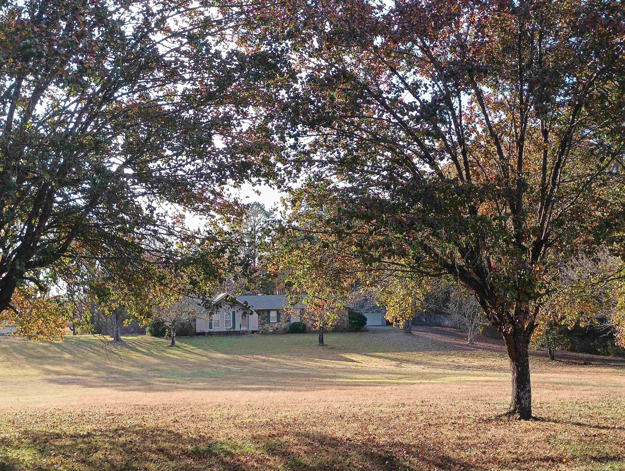 540 Willoughby Loop Savannah, TN 38372 - Photo 2 of 25 a tree in the middle of a yard