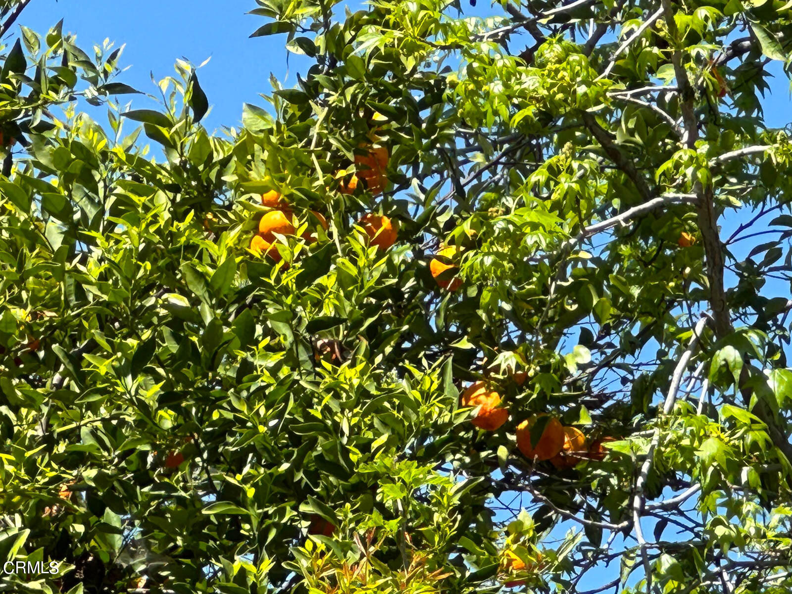 149 Grand Avenue Monrovia, CA 91016 - Photo 32 of 50 a view of a plant