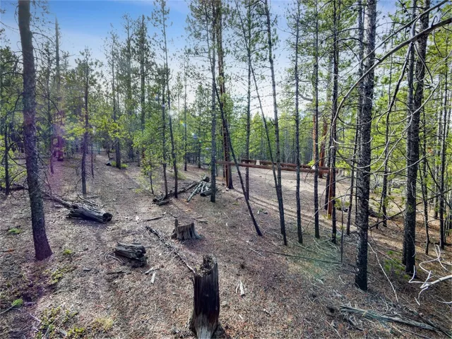 a view of a forest with large trees
