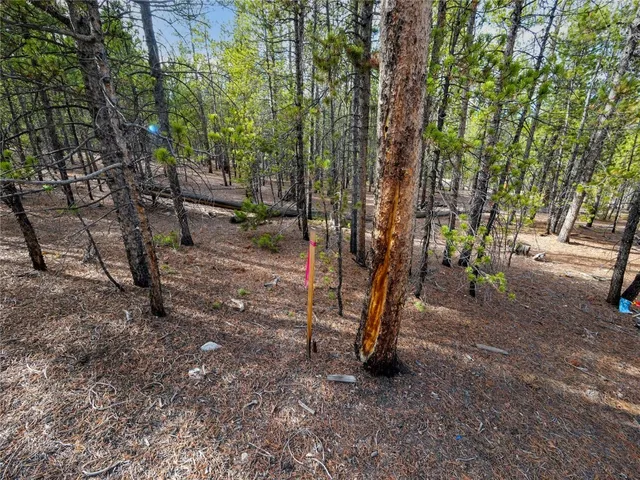 a view of a park with large trees