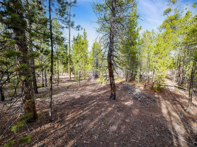 a view of a forest with trees