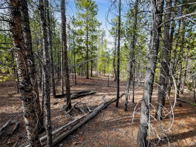 a view of a park with large trees