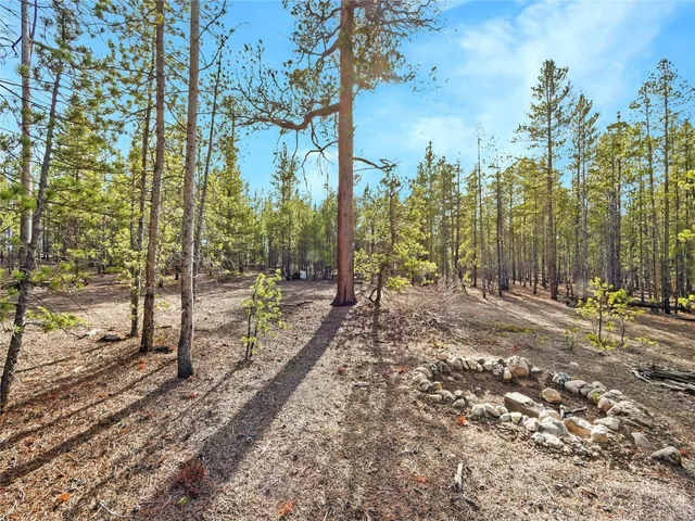 a view of a forest with trees