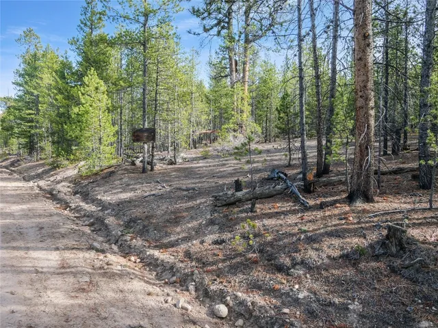 a view of a forest with trees