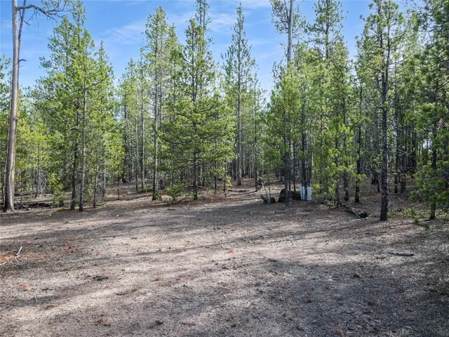 a view of a forest with trees in the background