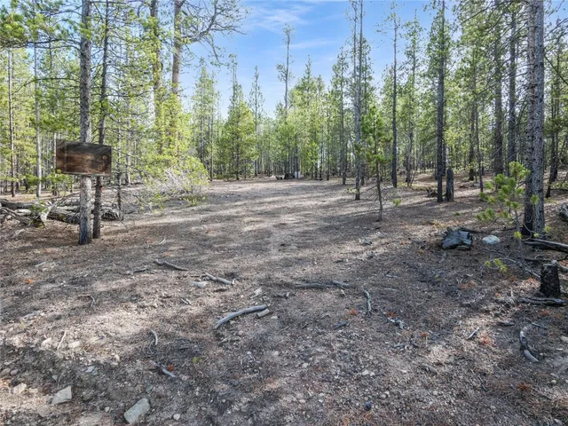 a view of a forest with trees in the background