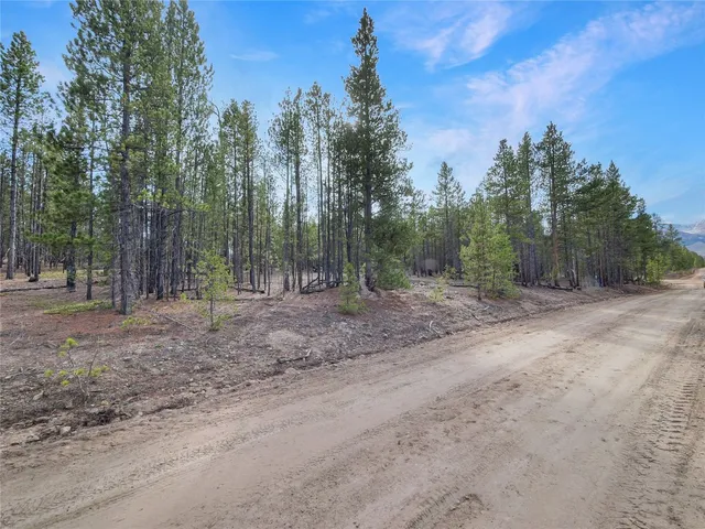 a view of a forest with trees in the background