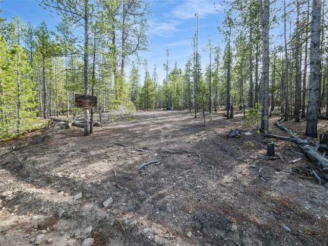 a view of a forest with trees in the background