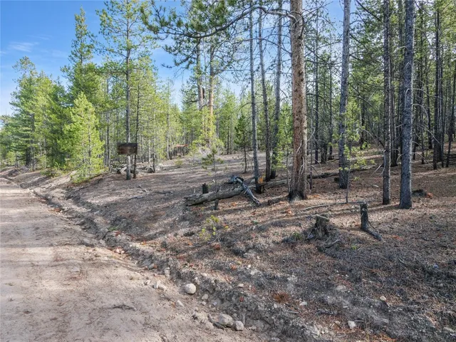 a view of a forest with trees in the background