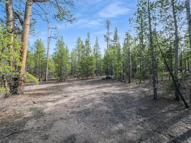 a view of a forest with trees in the background