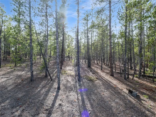 a view of a forest with trees