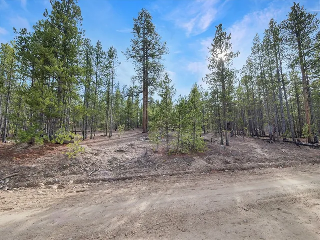 a view of a forest with trees in the background
