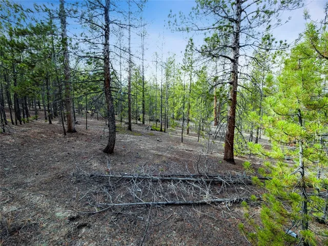 a view of a forest with trees