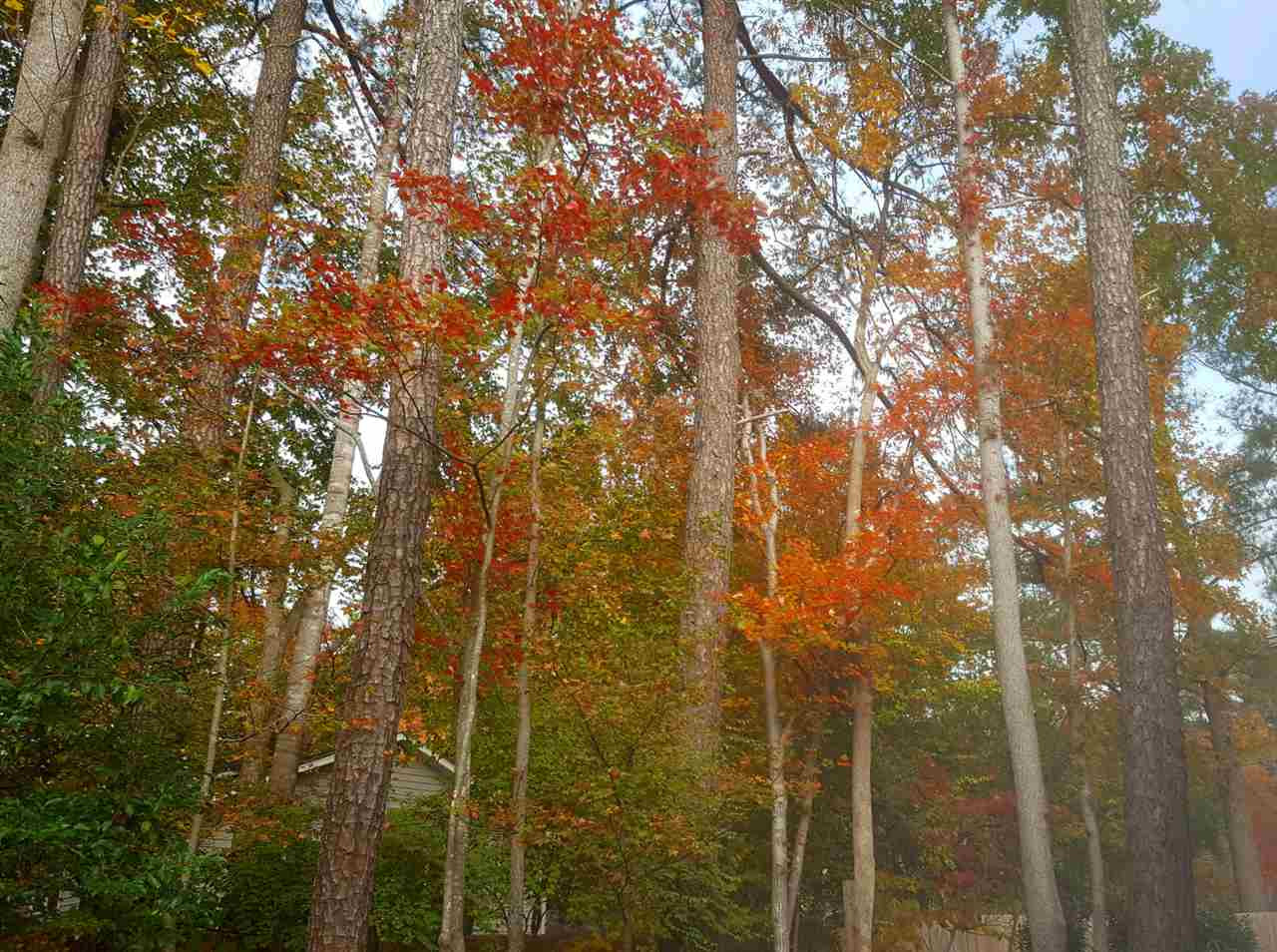 6423 Rosny Road Raleigh, NC 27613 - Photo 27 of 29 Backyard View - Fall