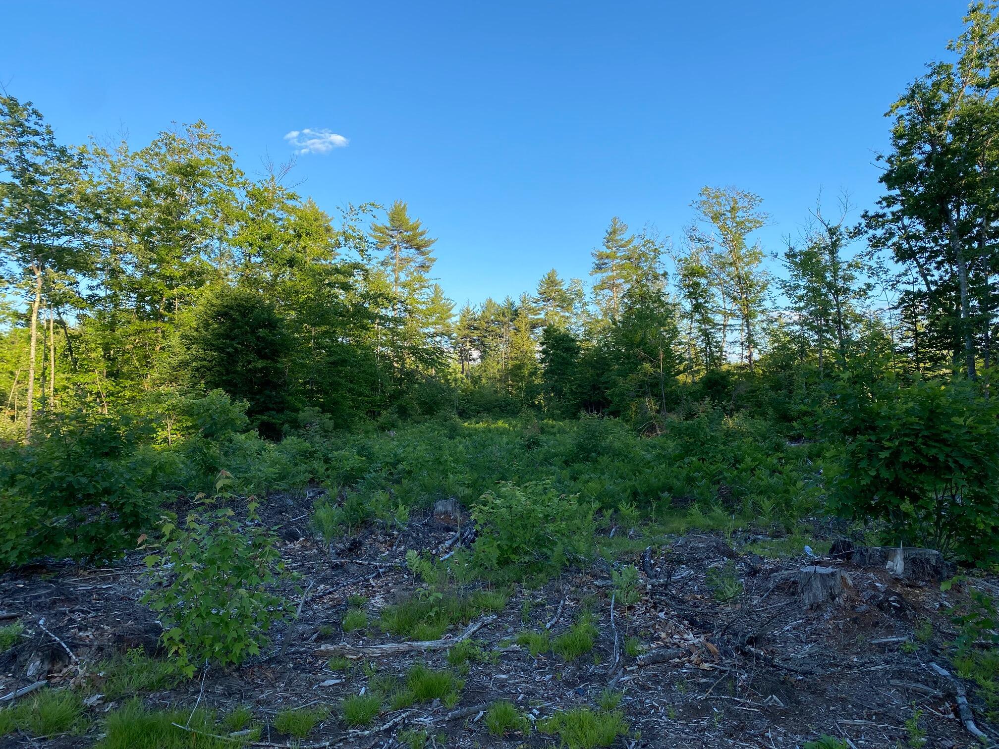 1.51-acres Dingley Spring Road Gorham, ME 04038 - Photo 3 of 7 IMG_3236