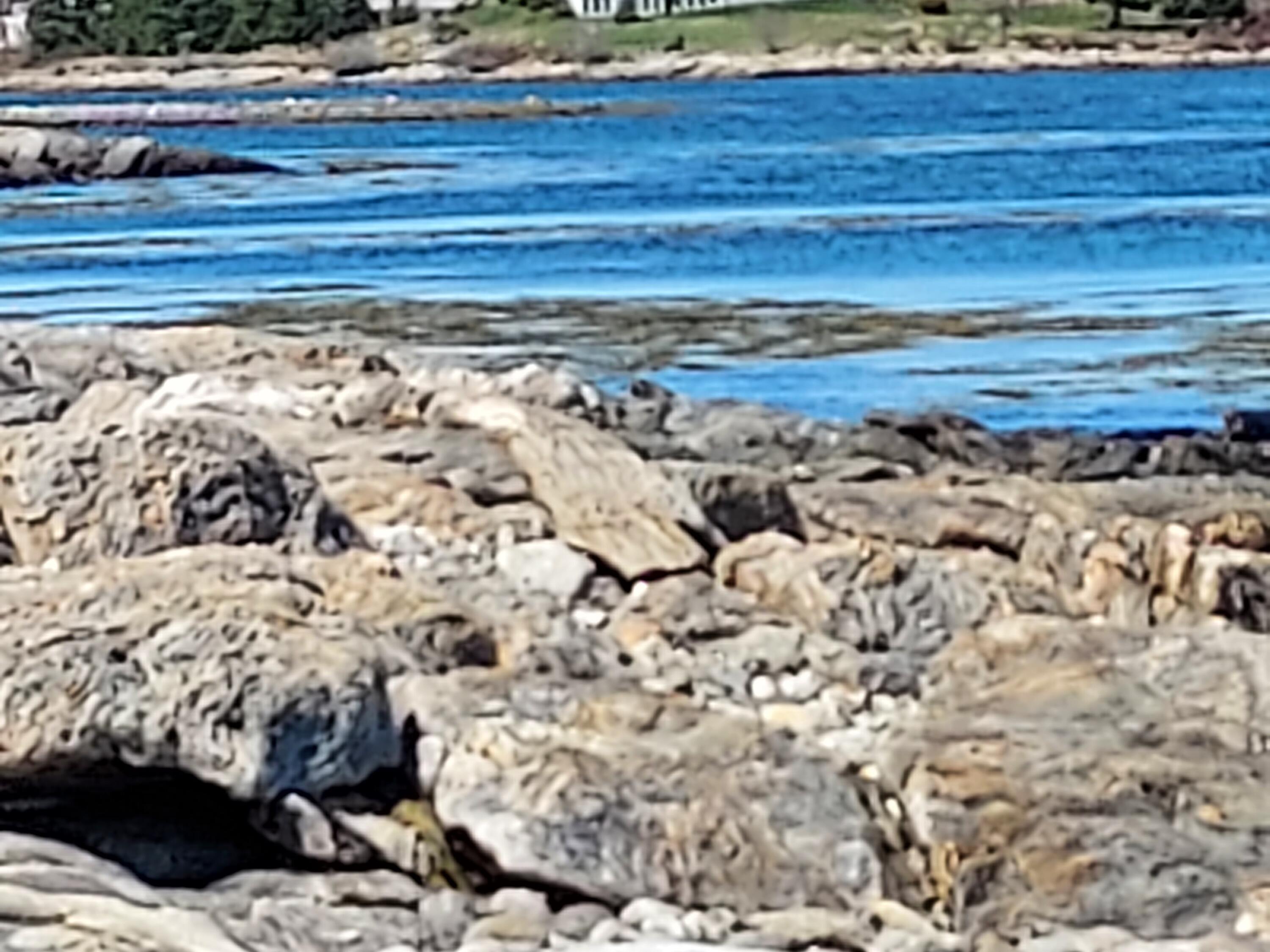 3 Pebble Beach Road St. George, ME 04860 - Photo 6 of 41 20220418_141726