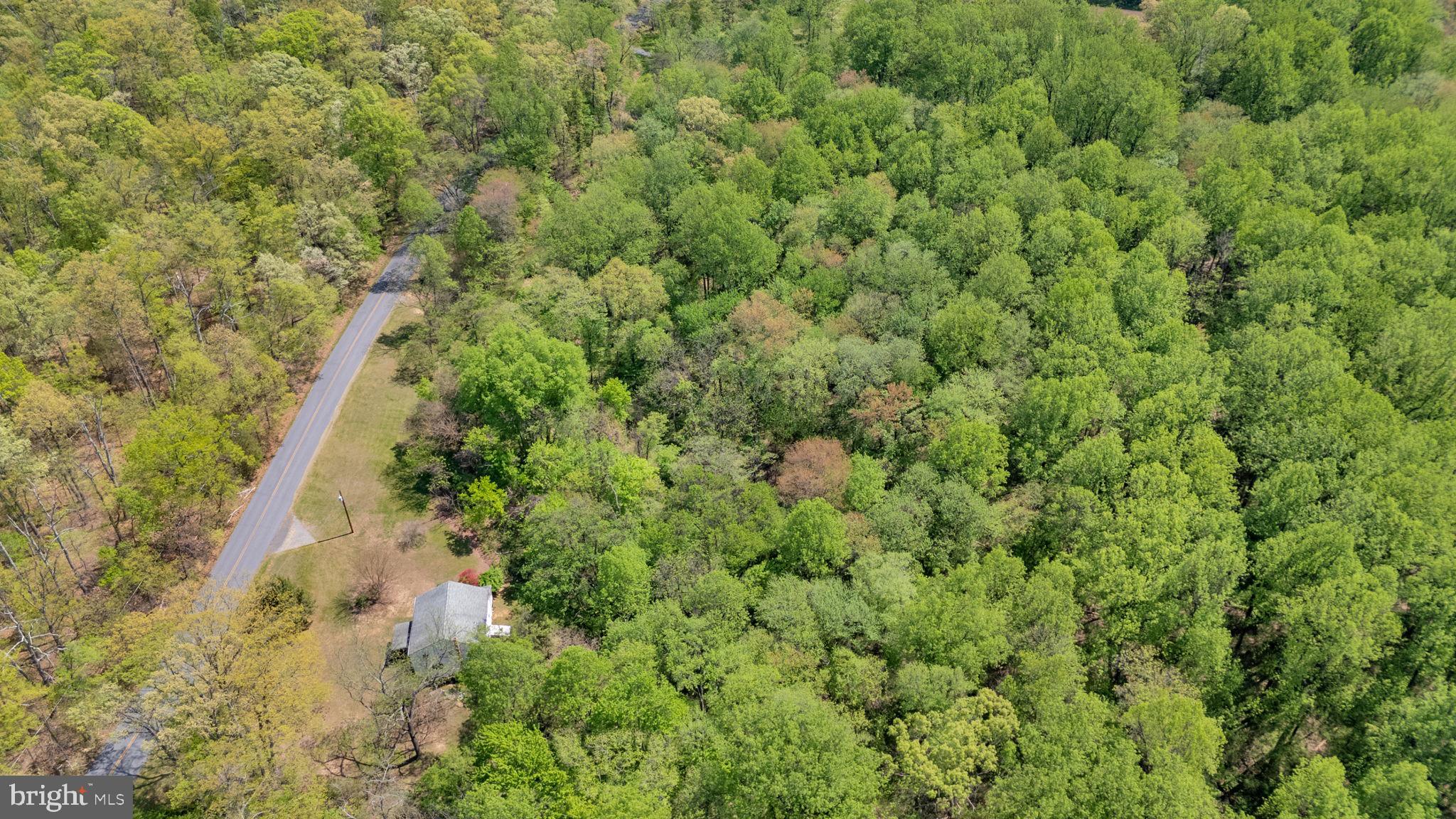 20730 Big Woods Road Dickerson, MD 20842 - Photo 4 of 5 a view of a forest with a tree