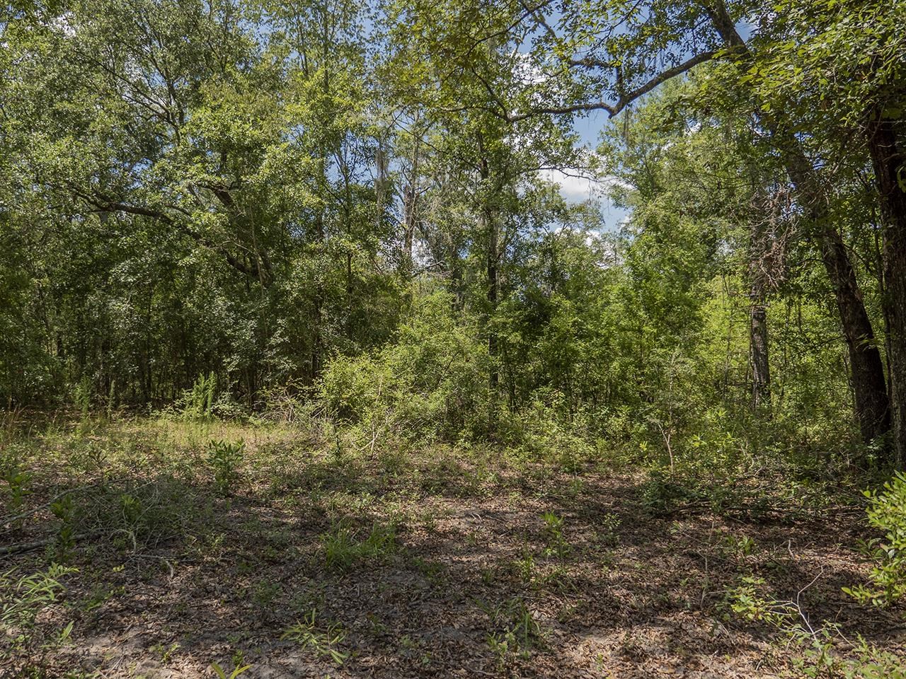 Vacant Southwest Hike Lake Road Madison, FL 32340 - Photo 18 of 35